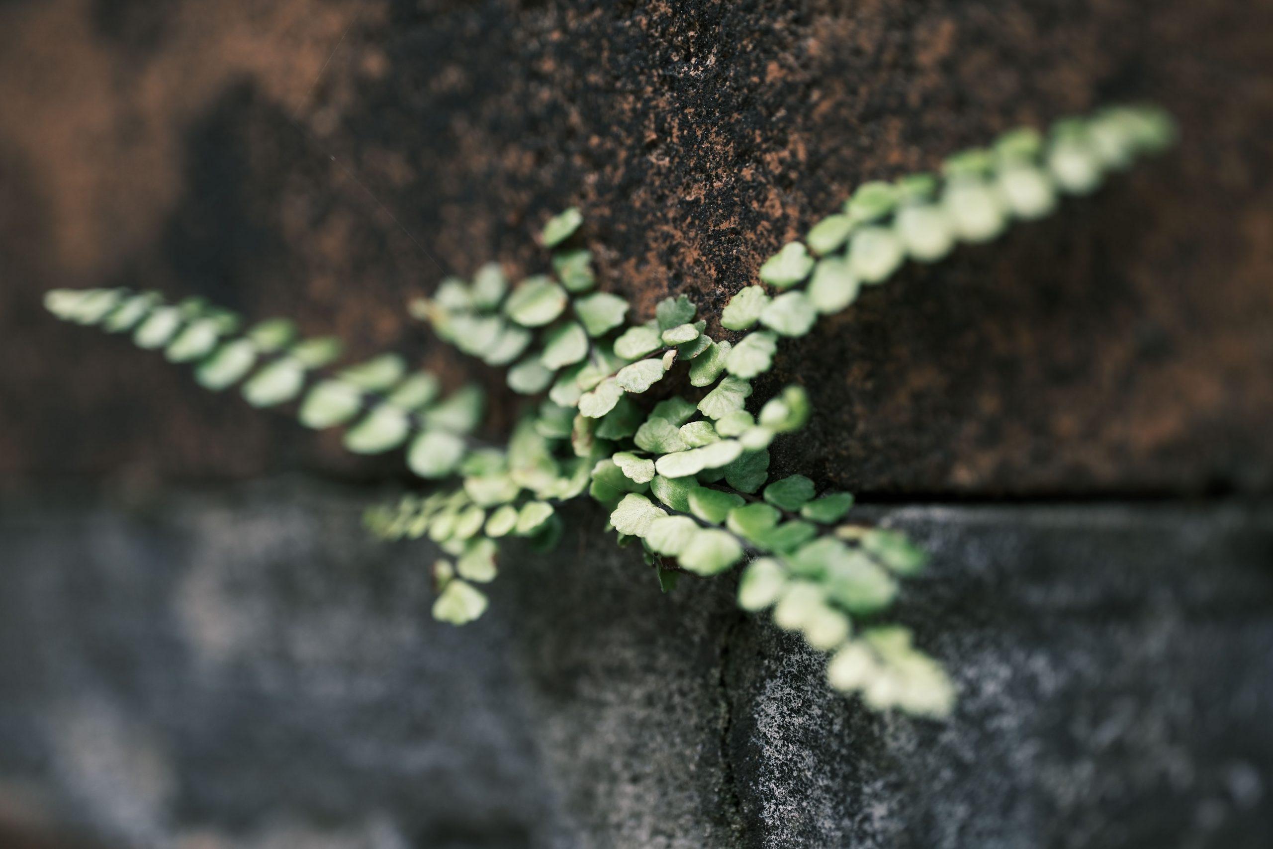 Resilience in burnout